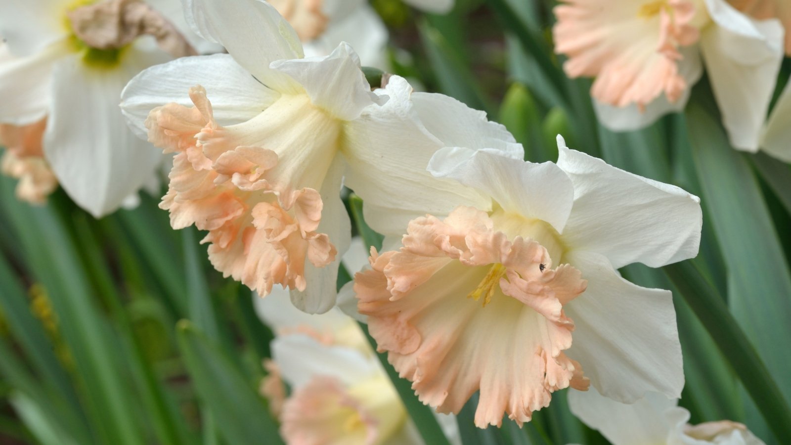 A close-up reveals Mallee daffodils, their white petals and pink centers glistening in sunlight. Each flower boasts a trumpet-like corona, radiating with vibrant hues. Surrounding them, slender green leaves gracefully arch, providing a verdant backdrop to their cheerful blooms.