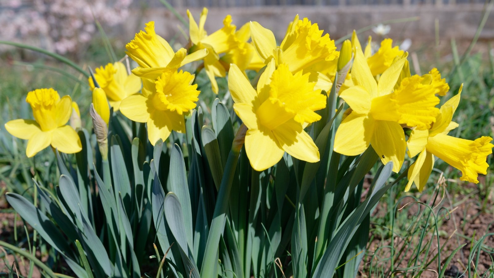 A close-up of Dutch Master daffodils displaying bold, golden trumpets framed by yellow petals. Their robust blooms stand tall, radiating warmth amidst the brown soil and lush green grasses. Basking in direct sunlight, their leaves shimmer with vitality, echoing the energy of the awakening season.