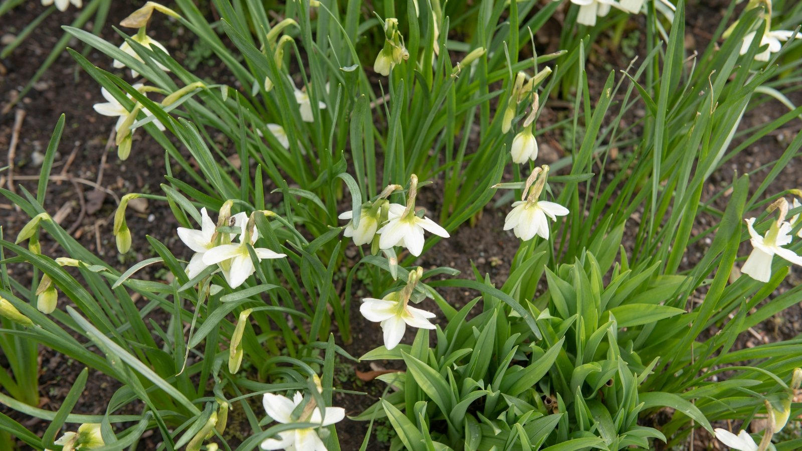  A close-up of Ice Wings daffodil showcases graceful white blossoms, emanating a serene beauty. Its lush green leaves provide a striking contrast against the delicate blooms, creating a harmonious visual balance. Planted in rich brown soil, Ice Wings flourish with vitality.