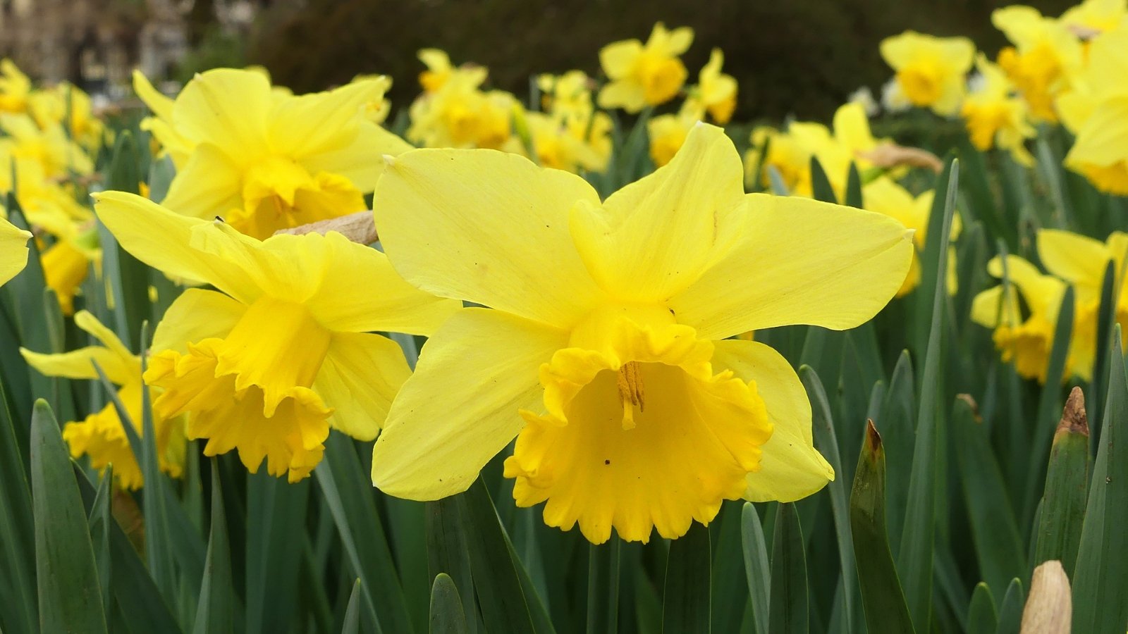 A close-up of Carlton daffodils showcasing vibrant yellow blooms with a contrasting orange-yellow cup, exuding a sense of vitality and warmth. Each flower boasts six petals arranged symmetrically, creating a striking visual appeal. The glossy green leaves form a lush base, enhancing the overall allure of the Carlton variety.