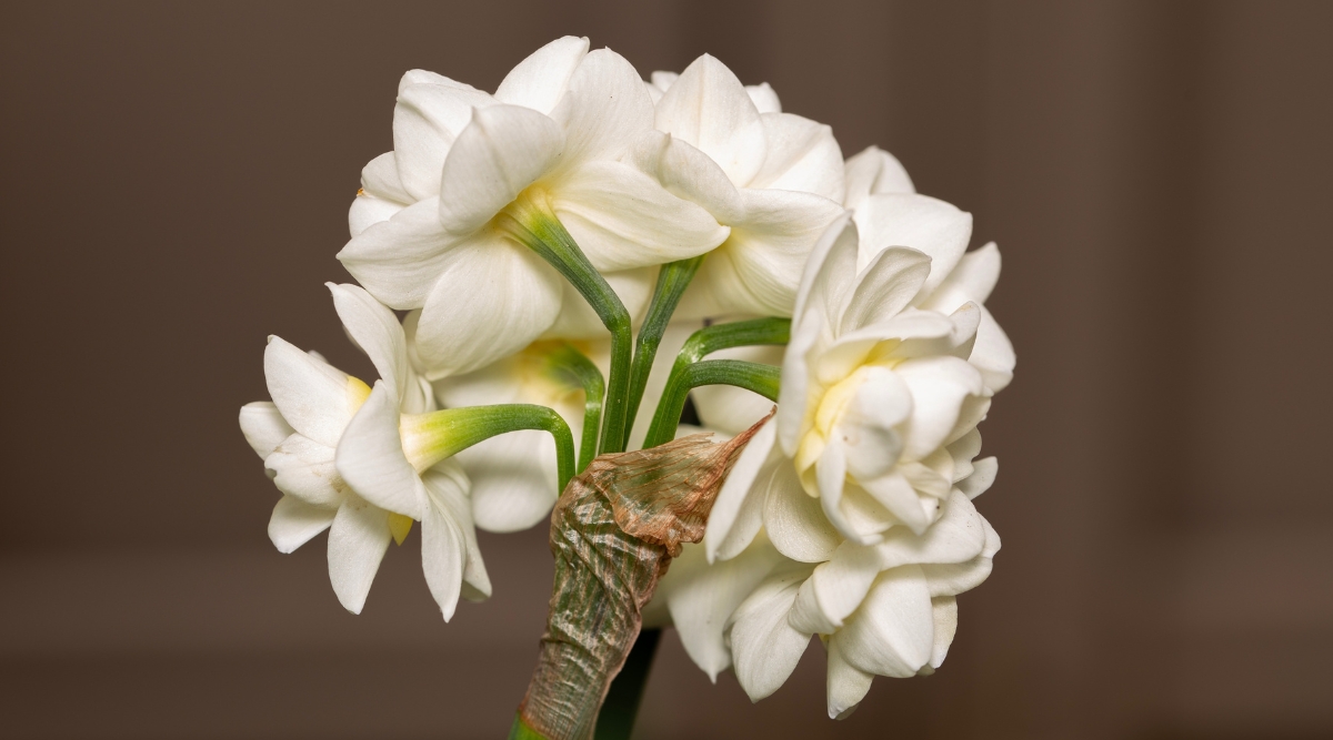 A close-up exhibits 'Erlicheer' paperwhite variety with its double-petaled flower clusters atop sturdy green stalks. Each cluster forms a mesmerizing ensemble, showcasing nature's intricacy and charm within its verdant framework.
