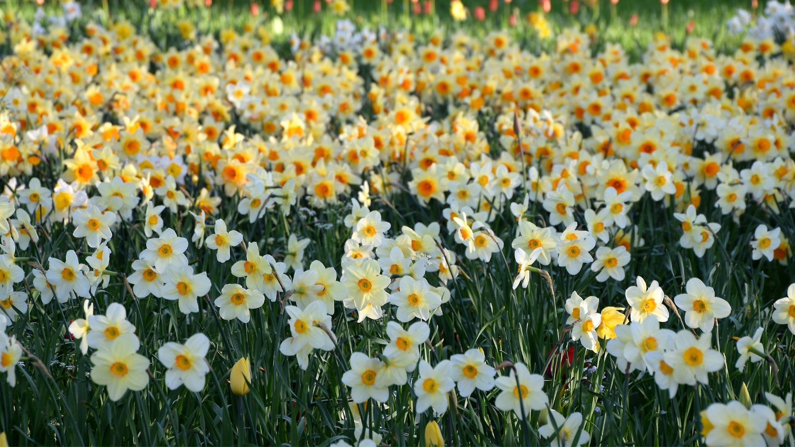 A close-up of a daffodil field, showcasing vibrant blooms with white outer petals and sunny yellow centers, radiating warmth. The slender, green stems gracefully support each blossom, swaying gently in the breeze. Lush, emerald leaves provide a verdant backdrop, completing the picturesque scene.