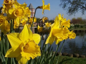 narcissus flowers