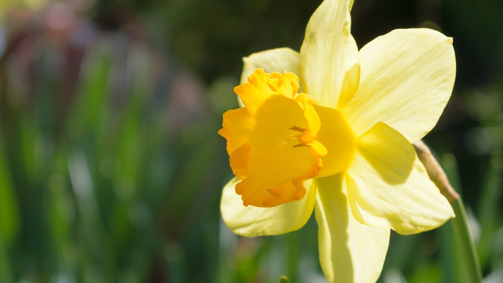 A close-up of Fortune daffodil plant showcases a single bloom with creamy white petals and a striking orange trumpet, radiating elegance. The flower of Fortune daffodil stands out against a soft, blurred background of lush greenery, creating a captivating contrast in the garden landscape.