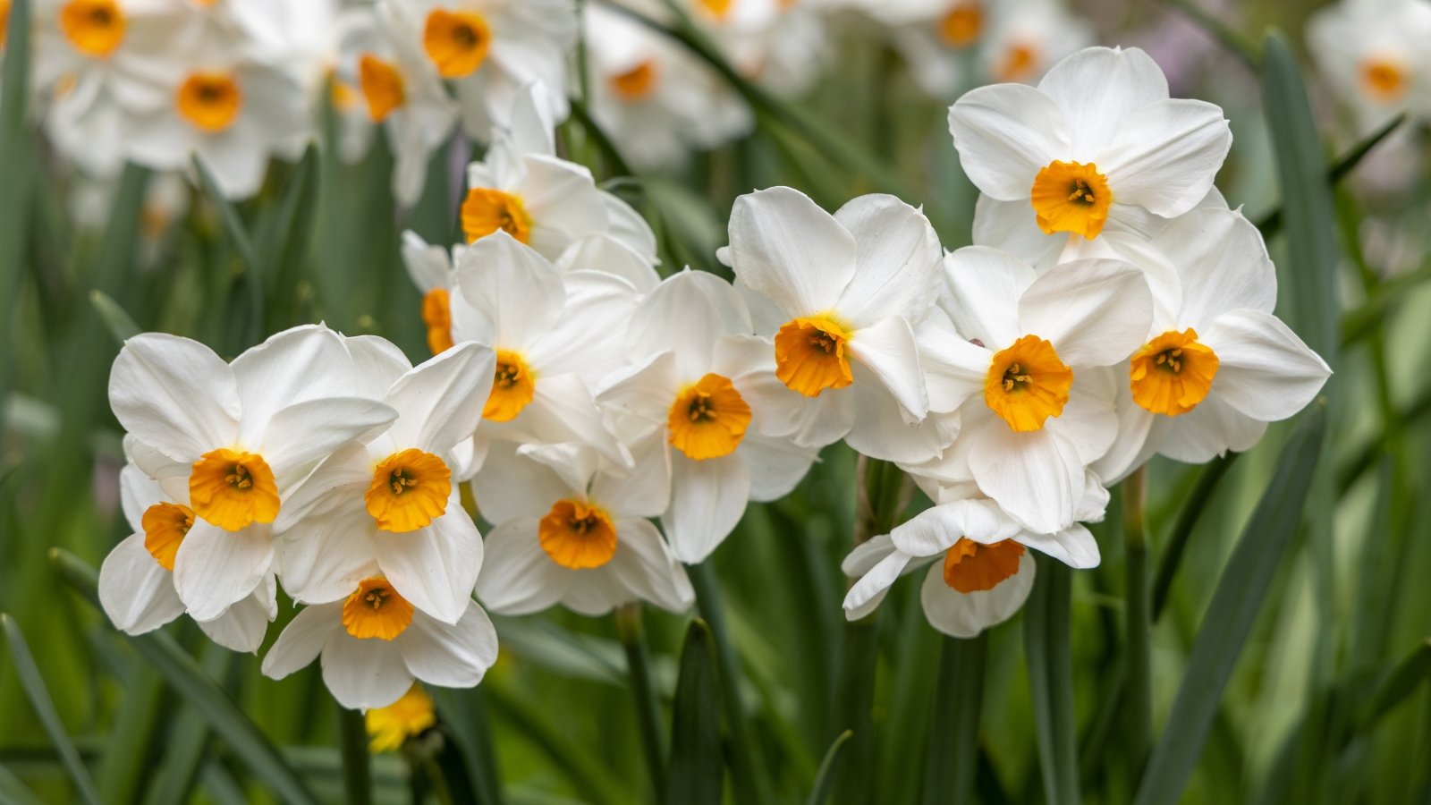 A close-up reveals Geranium daffodils, boasting white petals with golden centers. These delicate flowers exude a captivating fragrance, drawing in admirers with their graceful charm. Surrounding them, the foliage showcases lush green leaves, adding to their natural allure and beauty.