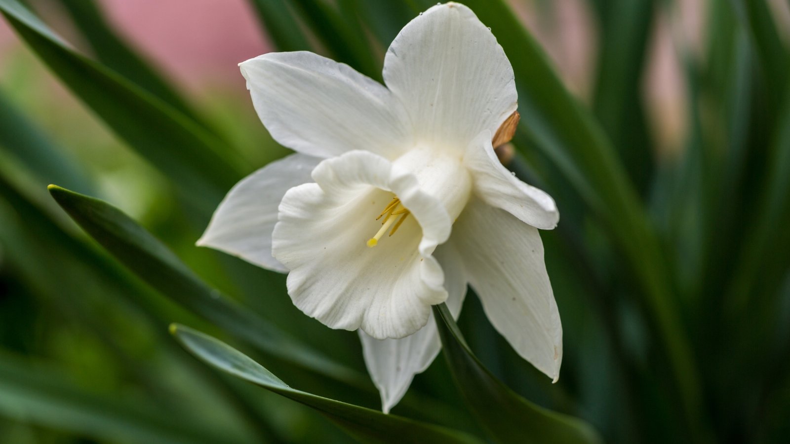 A close-up reveals the delicate petals of Mount Hood daffodils, with creamy white hues and a distinctive trumpet shape. The stems stand tall and sturdy, supporting the blooms with grace, while the slender green leaves cascade elegantly around them, adding to their natural charm.