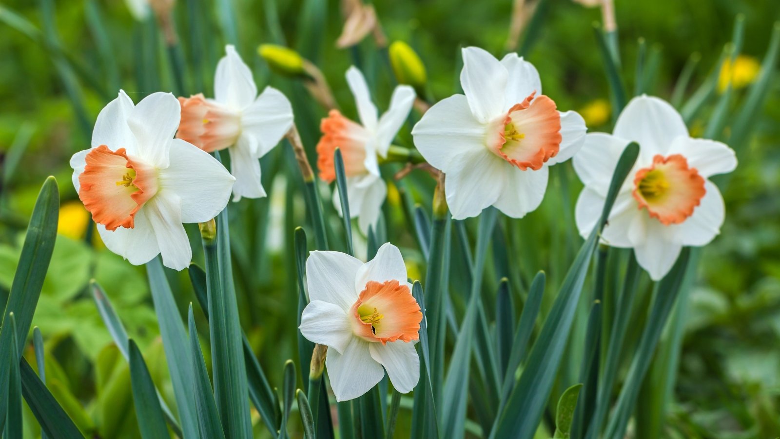 A close-up of Pink Charm daffodils reveals delicate petals with soft pink hues, gently unfolding to reveal their intricate beauty. These flowers exude elegance and grace with their subtle coloration and graceful form. Surrounding them, vibrant green leaves provide a lush backdrop, adding depth to the scene.