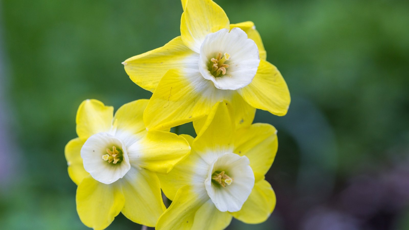 A close-up of a Pipit daffodil flaunting its charming yellow petals adorned with a tinge of soft white at the center, evoking warmth and cheer. The graceful curves of its blooms exude elegance, capturing the essence of delicate springtime splendor. Each petal seems to dance in the gentle breeze, radiating joy and vitality.