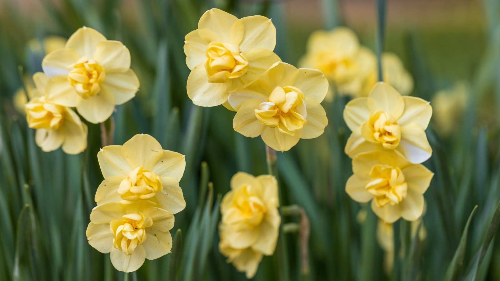  A close-up of Cheerfulness daffodils reveals delicate petals in soft shades of white and pale yellow, exuding an aura of warmth and joy. Each bloom boasts a central trumpet that gracefully unfurls, welcoming spring with its subtle fragrance. Surrounding the flowers, slender green leaves stand tall, providing a verdant backdrop to their cheerful display.