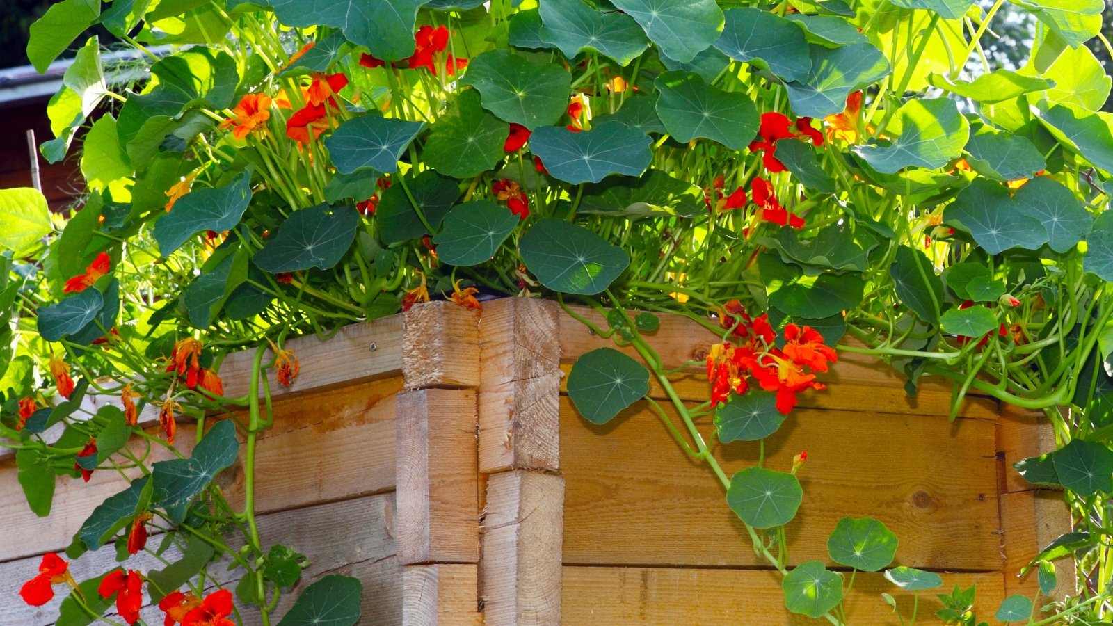 Nasturtium plants have rounded, shield-shaped leaves and vibrant, funnel-shaped flowers in shades of orange and red with long trailing stems hanging from a wooden raised bed.