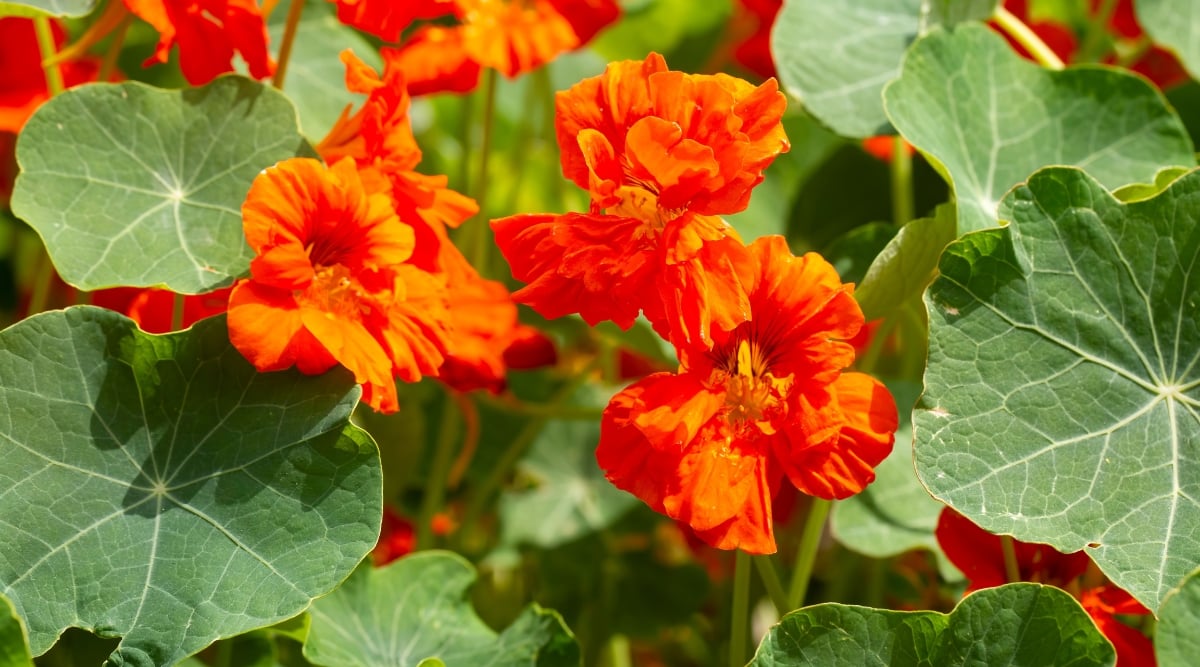 Close-up of a Nasturtium (Tropaeolum majus) flowering plant in a sunny garden. Nasturtium (Tropaeolum majus) is a trailing or climbing annual plant known for its vibrant flowers and edible leaves. The plant has long pendulous stems with round, shield-shaped leaves that are bright green. Nasturtium produces showy, trumpet-shaped flowers that are reddish-orange in color.