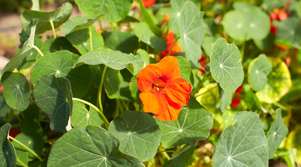 Close-up of a flowering Nasturtium plant in a sunny garden. Nasturtium is a popular annual plant known for its bright flowers and edible leaves. The plant has round, slightly corymbose leaves that grow on long pendulous stems. Nasturtium flowers are tubular in shape and bright orange-red in color.