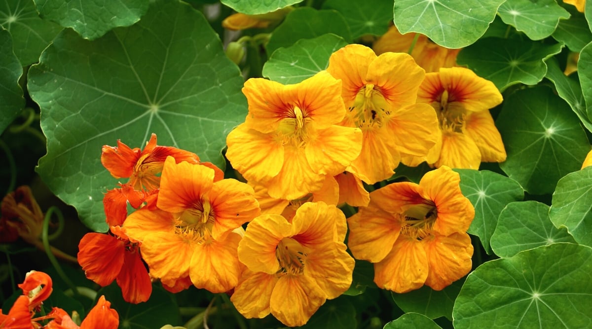 Close-up of blooming nasturtiums in a sunny garden. Nasturtiums are short, creeping or climbing annuals with rounded, slightly shield-like leaves. The leaves have a waxy texture and are dark green in color. Flowers bright orange and yellow. They have a unique funnel or tube shape with five separate petals.