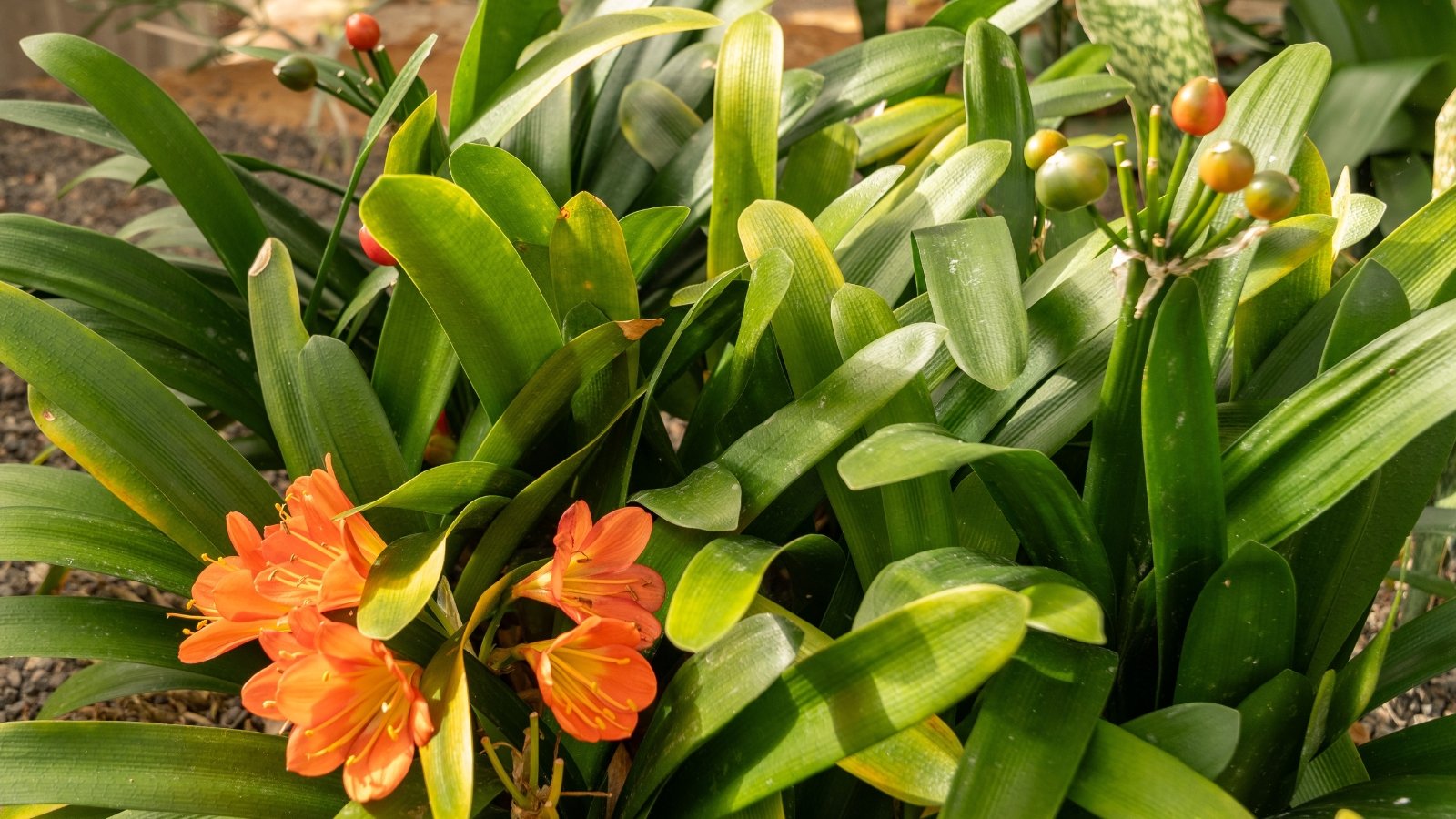 Close-up of blooming lilies in a sunny garden, showing long, strap-like leaves forming a lush, fountain-like tuft, crowned by clusters of trumpet-shaped flowers in bright orange.