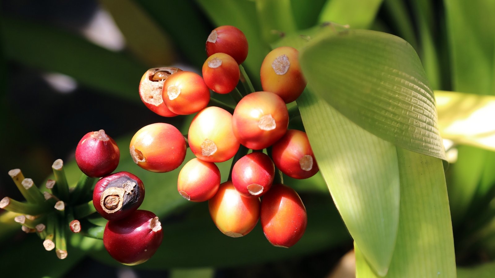 The Clivia miniata seed pods are spherical, fleshy structures with a vibrant orange hue, adorned with small bumps and containing numerous seeds within.