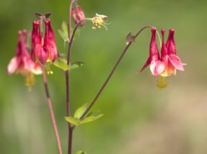 native beautiful flowers. Close-up of a flowering columbine plant (Aquilegia) on a blurred green background. The plant has slender, erect stems rising from basal clumps of delicate, fern-like leaves. Slender stems bear clusters of unique spurred flowers, each featuring five distinctive red petals. The intricate blooms, resembling elaborate bonnets or lanterns, hang from the stems.