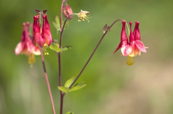 native beautiful flowers. Close-up of a flowering columbine plant (Aquilegia) on a blurred green background. The plant has slender, erect stems rising from basal clumps of delicate, fern-like leaves. Slender stems bear clusters of unique spurred flowers, each featuring five distinctive red petals. The intricate blooms, resembling elaborate bonnets or lanterns, hang from the stems.