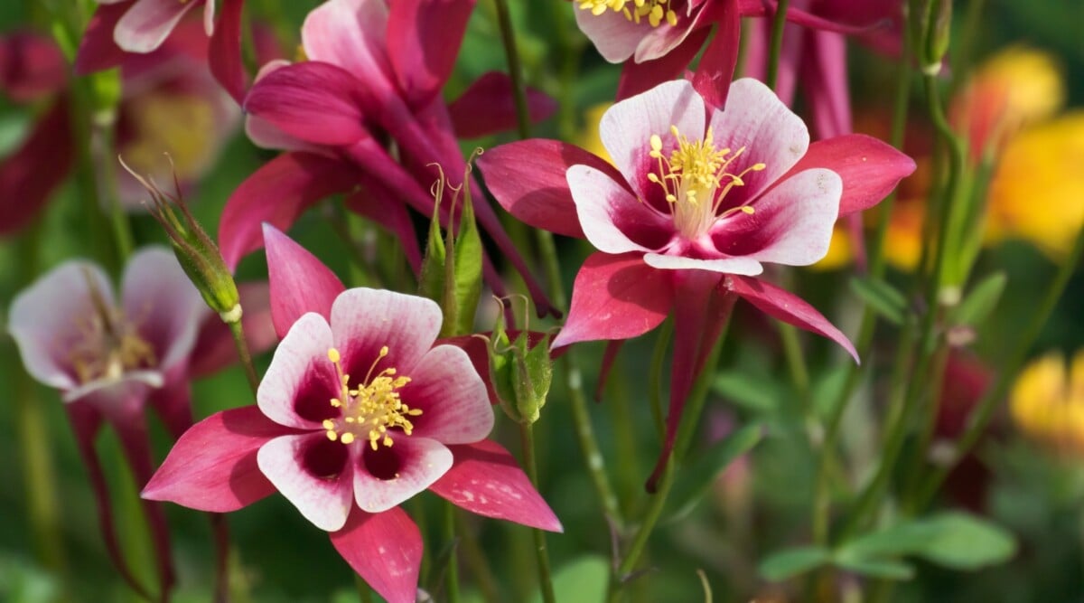 Native Flowers Thriving in Shade Garden