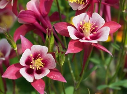 Native Flowers Thriving in Shade Garden