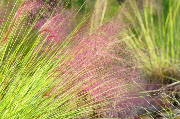 Native ornamental grasses. Close-up of blooming ornamental grass Muhlenbergia capillaris, commonly known as pink muhly grass, in a sunny garden. This perennial grass features fine, thread-like leaves that form compact tufts. The plant bursts into a spectacular display of vibrant pink to reddish-pink, airy inflorescences that create a billowy and feathery appearance. The delicate and hazy pink plumes hold above the foliage.