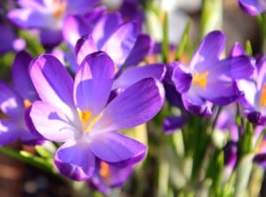 beautiful crocus blooms glow in violet and white in a sunny spring garden.