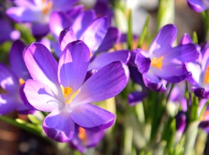 beautiful crocus blooms glow in violet and white in a sunny spring garden.