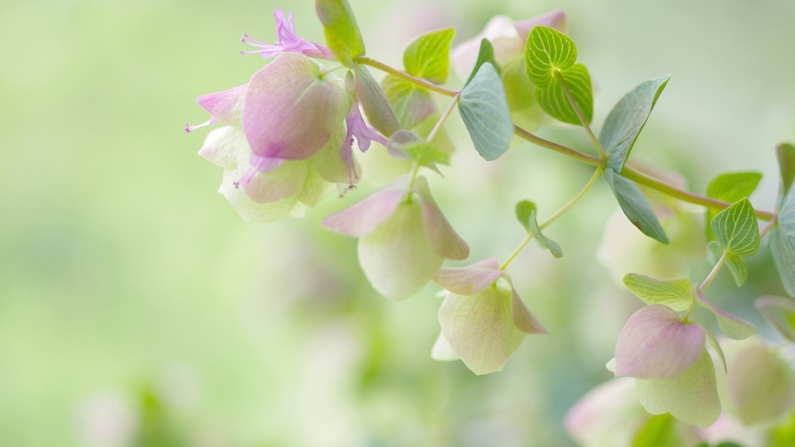 Close-up of a flowering 'Kent Beauty' Oregano plant with a thin long stem adorned with petite, silver-green leaves, highlighted by elegant, drooping clusters of rosy-pink bracts and tiny blossoms on a blurred pale green background.