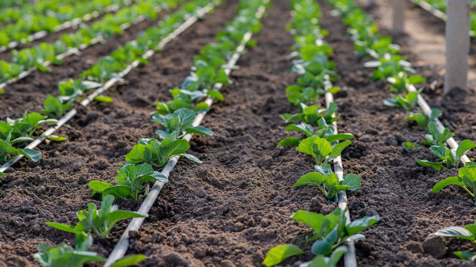 Multiple rows of small seedlings with bright green leaves emerging evenly from freshly tilled soil.