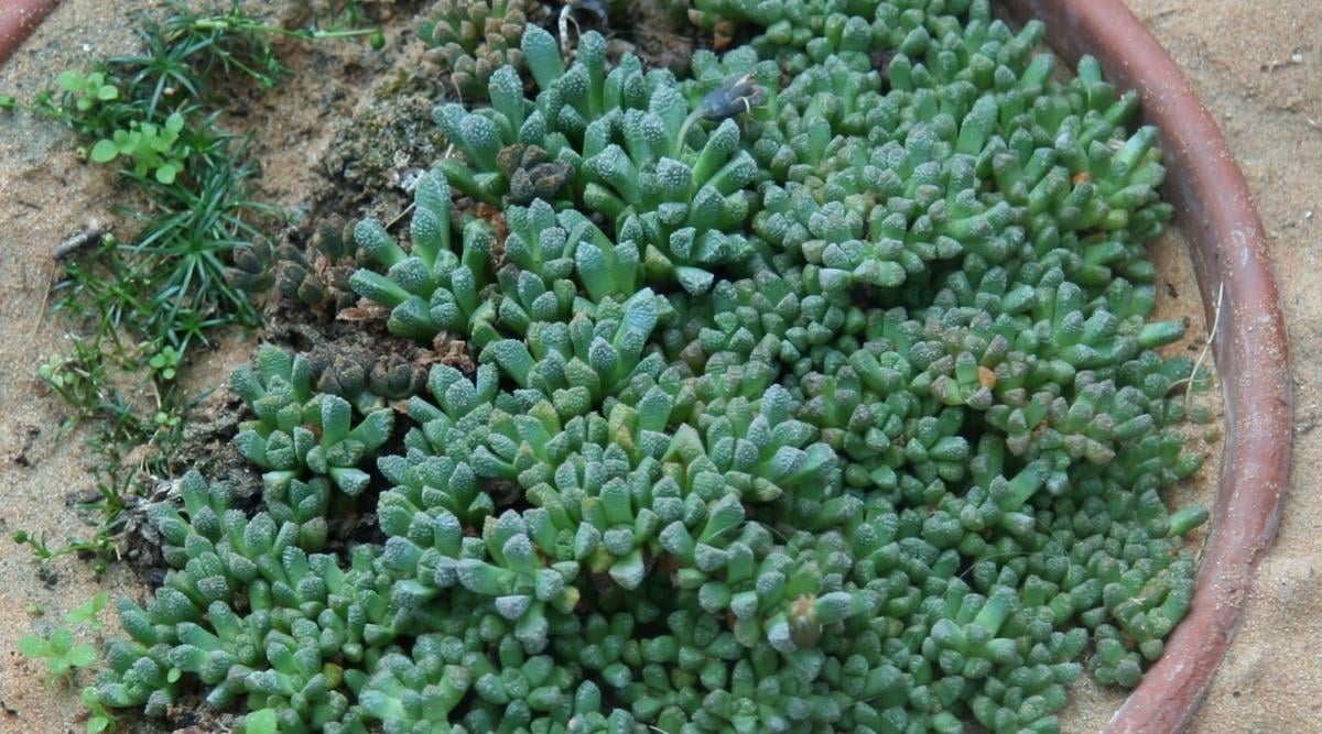 Large Round Container With Coral Plant Succulent