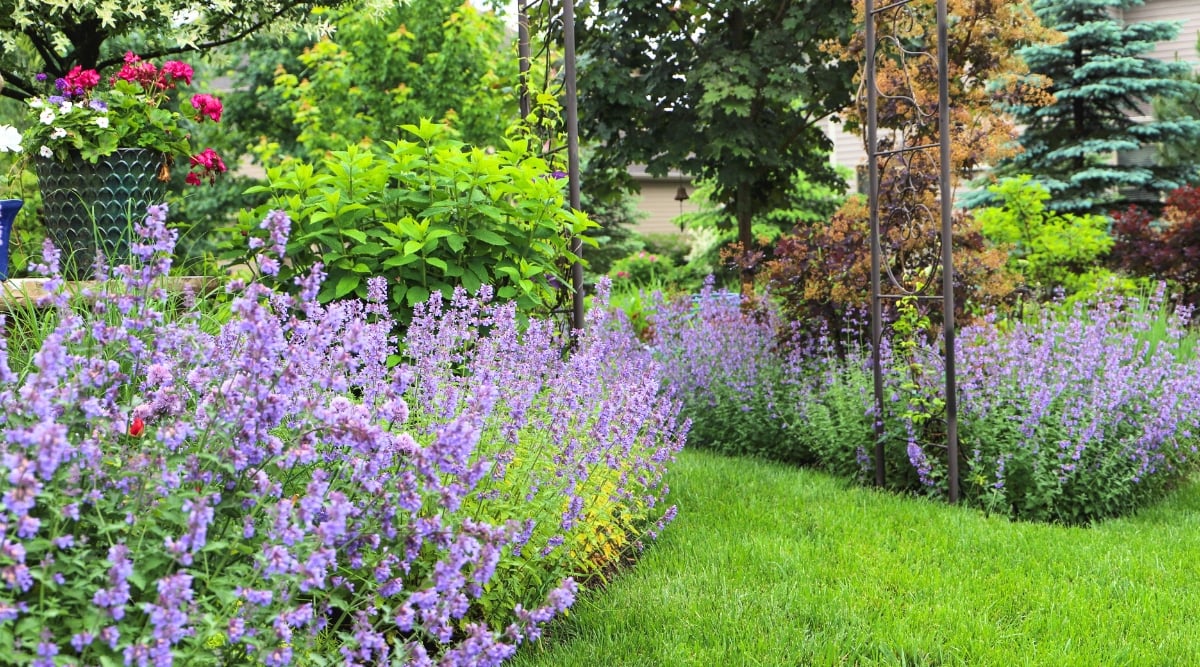 A border of Nepeta in a garden, boasting purple blooming flowers and grayish green leaves, accompanied by other flowering plants and a variety of trees.