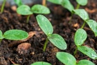 Small seedlings with rounded green leaves growing from moist soil.