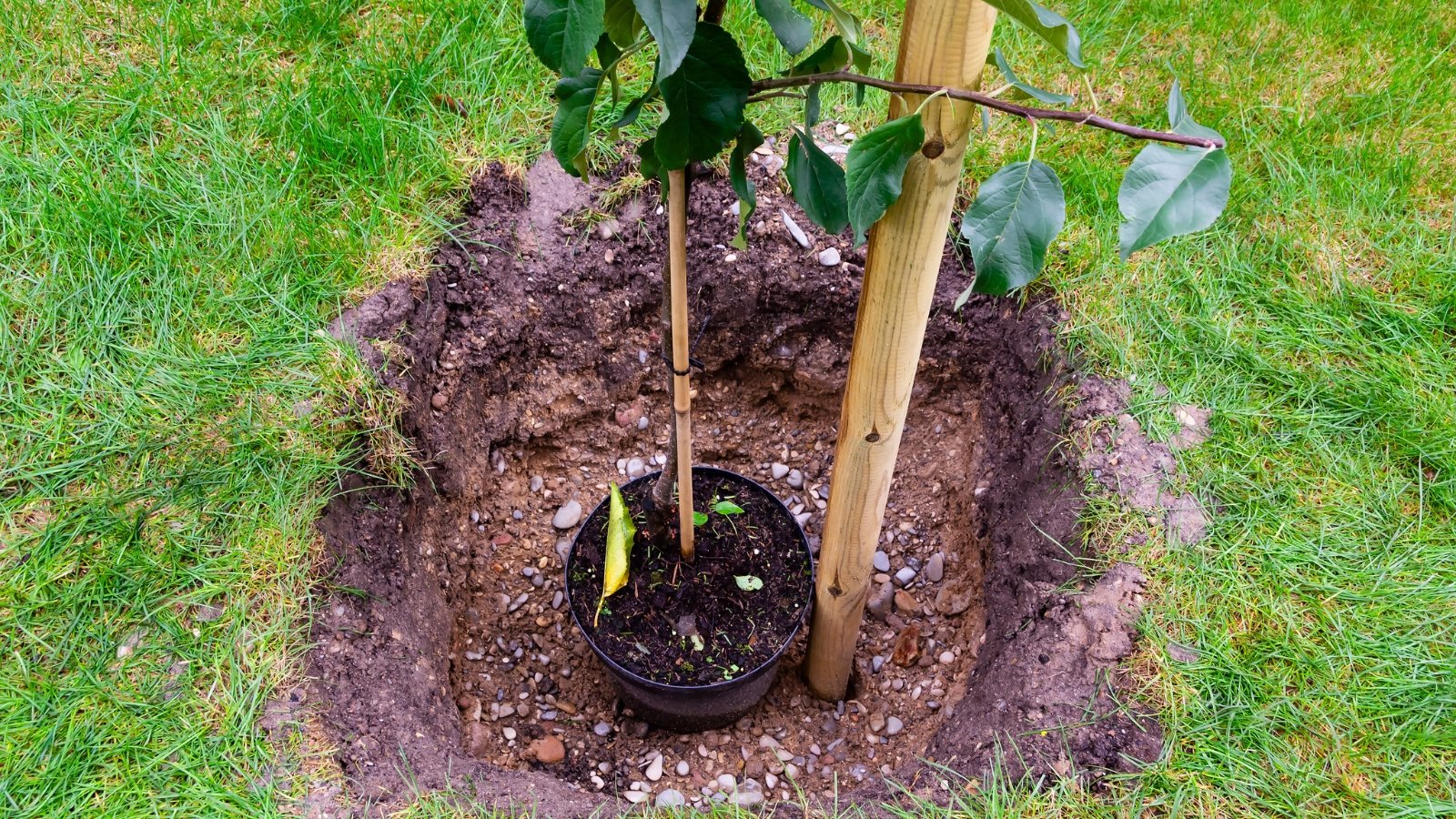 A young sapling with a slender trunk is secured with a stake, surrounded by a circular layer of dark brown mulch.