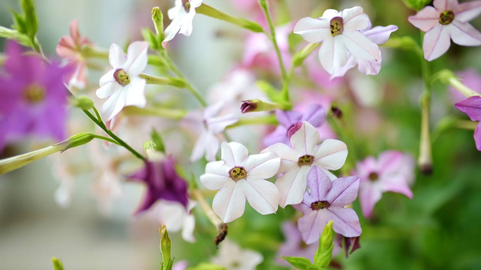 A close-up showcasing the delicate, white and purple petals of nicotiana flowers, intertwined with green stems, creating a harmonious botanical composition in full bloom.