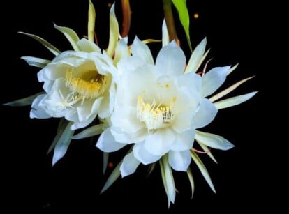 Night Blooming Cereus