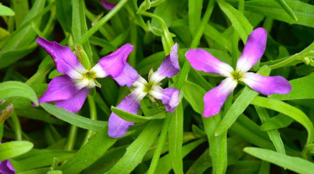 Night-Scented Stock