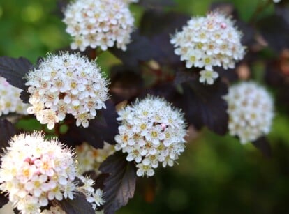 Close-up shot of a flowering branch of a ninebark bush in a garden, against a blurred background. The ninebark (Physocarpus opulifolius) is a deciduous shrub which features clusters of small, delicate, white flowers arranged in rounded, terminal inflorescences. The foliage of the ninebark is equally striking, with deeply lobed and serrated leaves of a rich dark purple color.