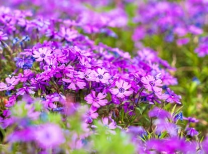 Close-up of a flowering ground cover plant, Phlox subulata, as a no-mow lawn. Phlox subulata, commonly known as moss phlox or creeping phlox, is a low-growing perennial with dense, needle-like foliage that forms a dense mat. The leaves are small, narrow, and evergreen, providing year-round interest. It produces a profusion of five-petaled flowers in a vibrant purple hue.