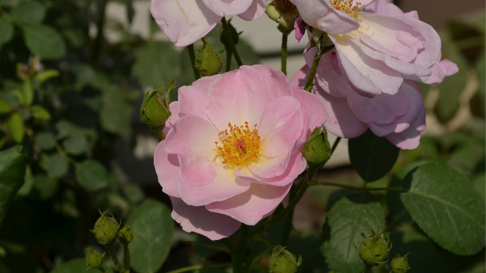 A close-up of lavender Nootka roses showcasing bright yellow centers, embraced by lush green leaves, inviting admiration and evoking a sense of serene beauty in nature's embrace.