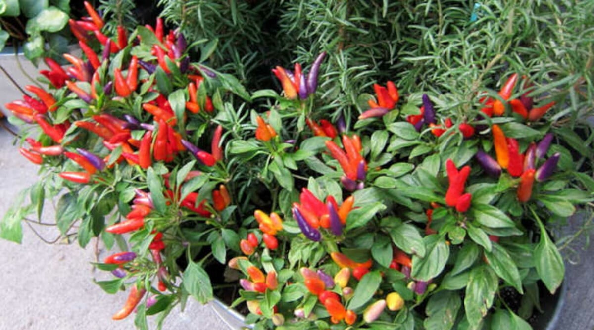 Numex Easter ornamental peppers