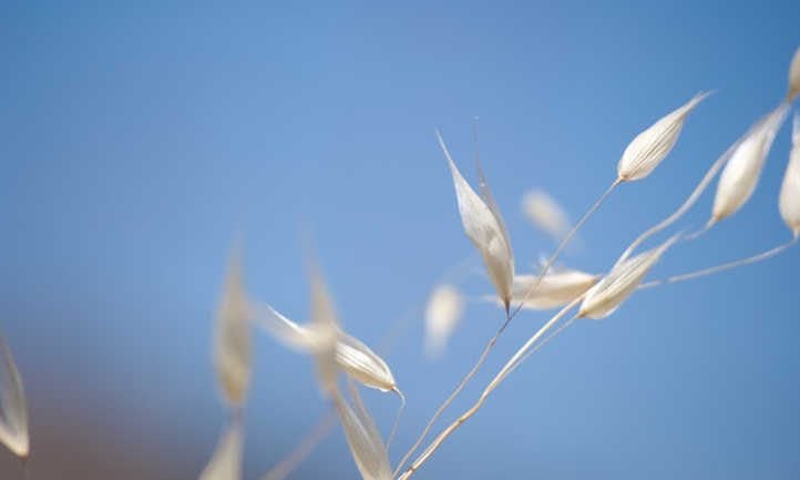 Oat spikelets