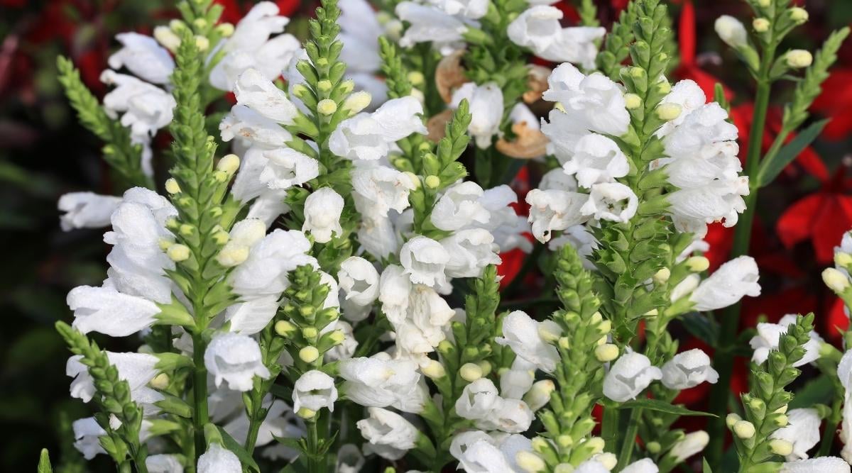 Obedient Plant