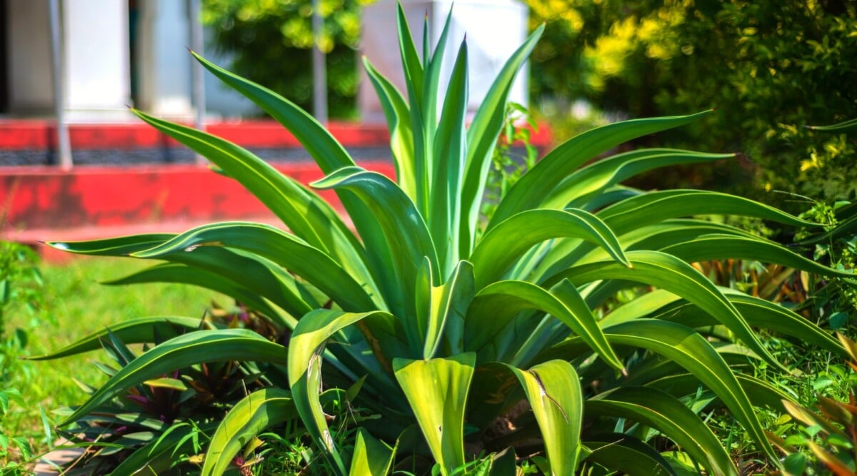 A close-up of the Octopus Agave plant, showcasing its unique leaves with curled edges and spiky tips. The vibrant green foliage creates a striking contrast against the background of lush greenery and the facade of a sunlit house.