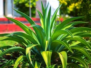 A close-up of the Octopus Agave plant, showcasing its unique leaves with curled edges and spiky tips. The vibrant green foliage creates a striking contrast against the background of lush greenery and the facade of a sunlit house.