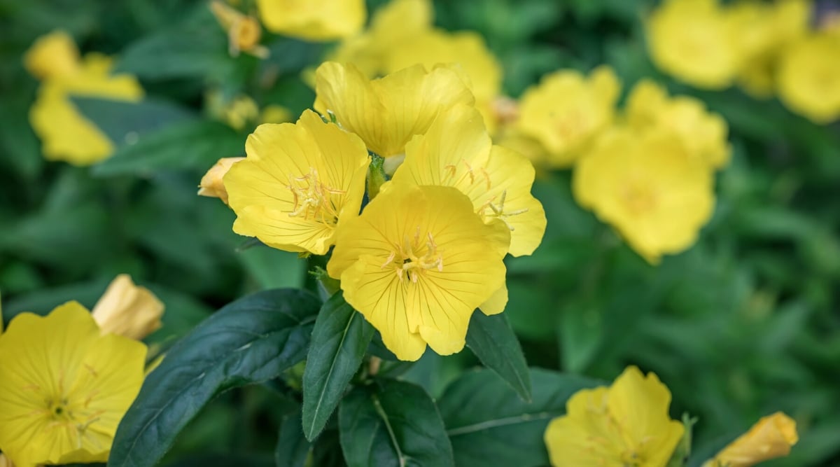 Close-up of Oenothera fruticosa against a blurred green background. Oenothera fruticosa, commonly known as sundrops or narrowleaf evening primrose, is a perennial flowering plant. The plant has an upright, lumpy appearance. It has green lanceolate leaves with a slightly hairy texture. Oenothera fruticosa produces showy, cup-shaped flowers in a bright yellow hue. The flowers have four petals and usually open in the evening.