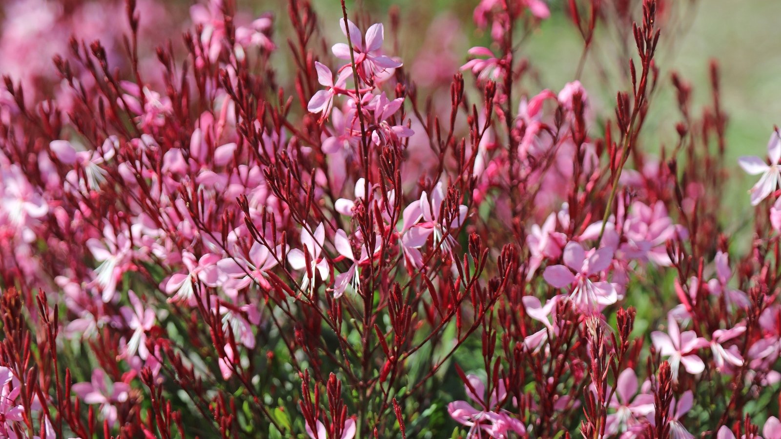 Gaura 'Ballerina Blush' features slender stems adorned with cascading clusters of delicate pink flowers and lance-shaped leaves with a hint of red.