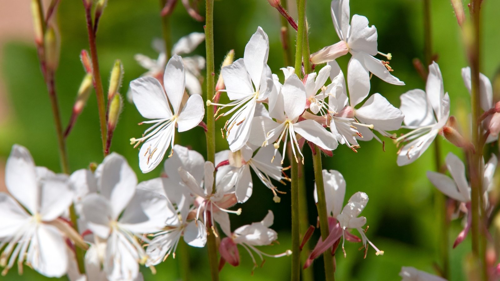 Close-up of flowering plant Gaura 'Corrie's Gold' showcasing wiry stems, complemented by delicate white flowers that dance above like ethereal butterflies.