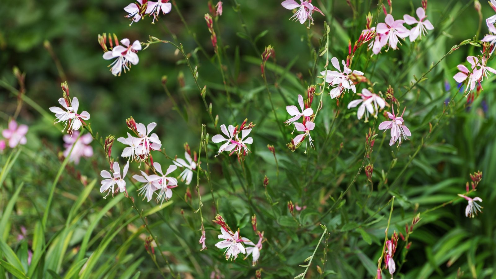 Close-up of flowering plant Gaura 'Dauphine' displaying graceful stems adorned with dainty white flowers tinged with pink, contrasting beautifully with lance-shaped green foliage.