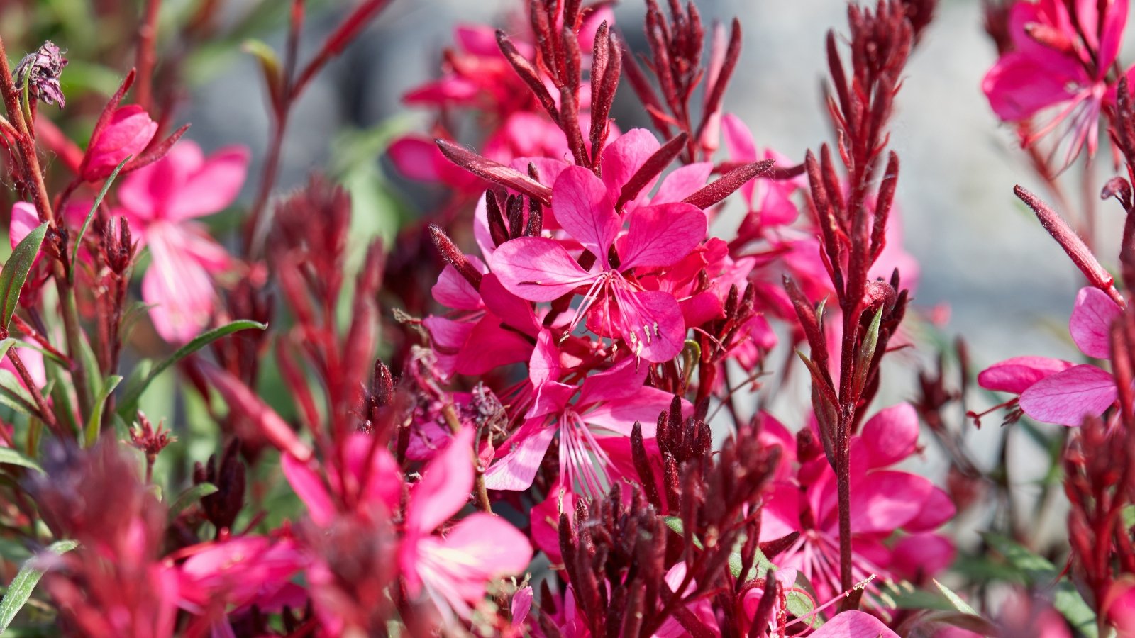 Gaura 'Gambit Variegata Rose' exhibits variegated leaves of green and cream, accentuated by rose-pink flowers adorning the slender stems.