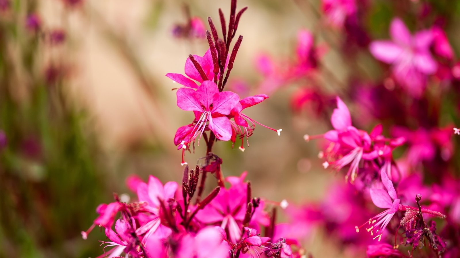 Gaura 'Iris Pink' features slender stems crowned with delicate pink flowers and lance-shaped green leaves, creating an elegant and airy display.