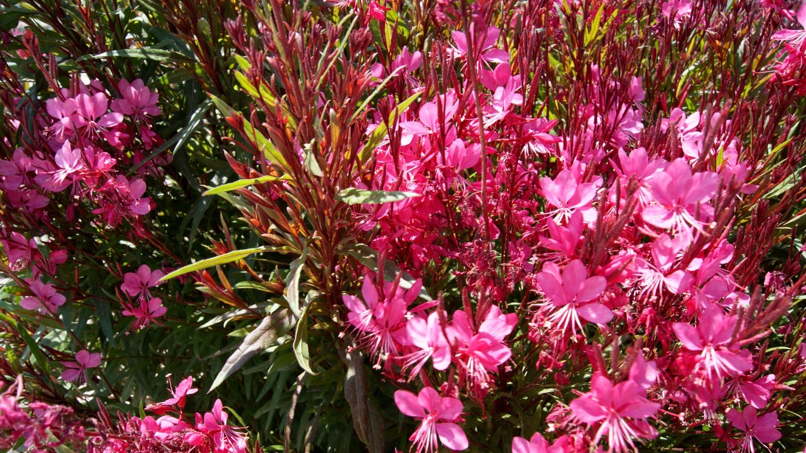 Close-up of a flowering Gaura 'Passionate Rainbow' plant in a sunny garden, which showcases vibrant pink flowers atop slender stems, accompanied by variegated foliage.